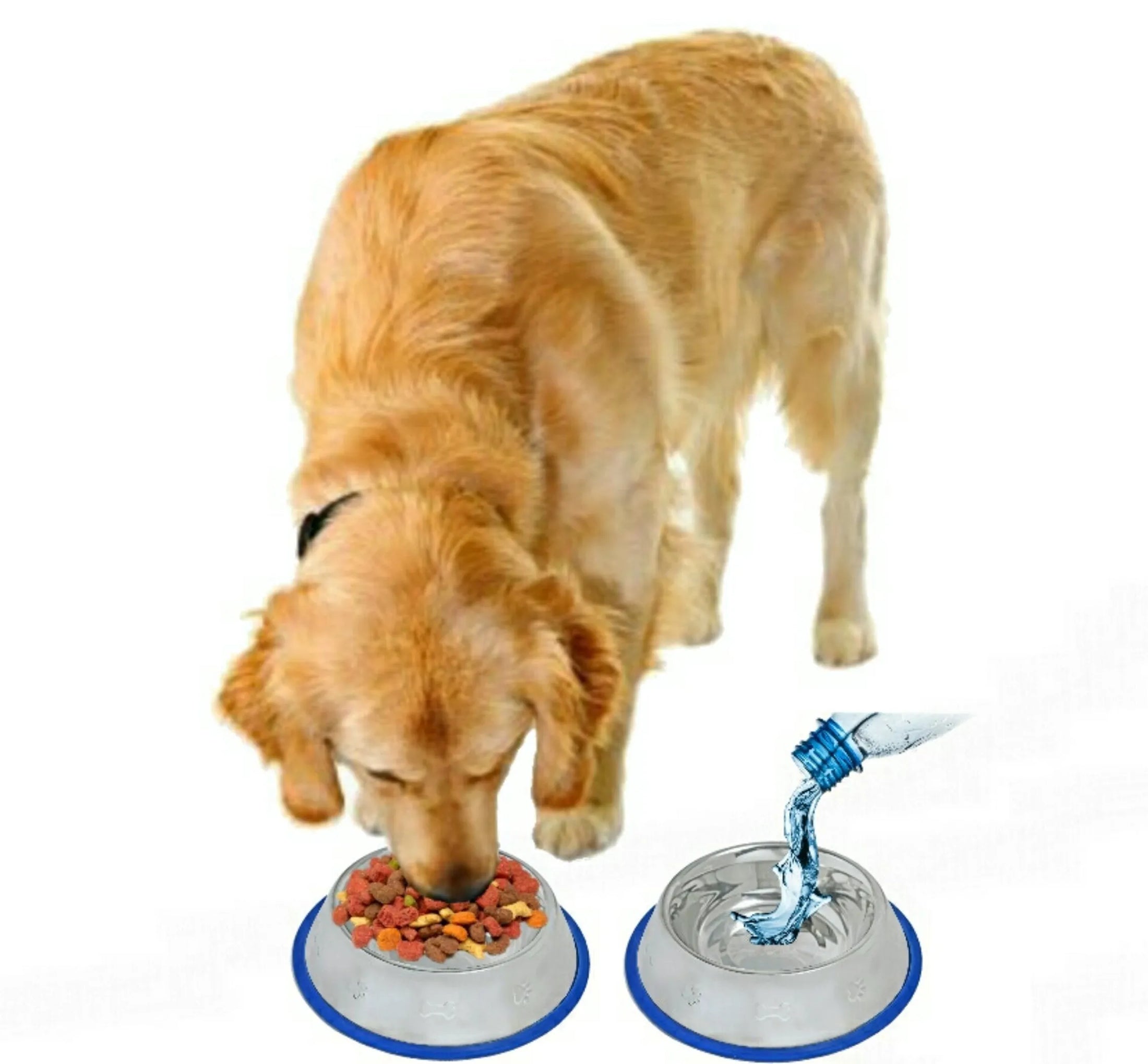 Non-Slip Etched Stainless Steel Dog Bowls with Blue Silicone Base – Durable, Stylish & Easy to Clean