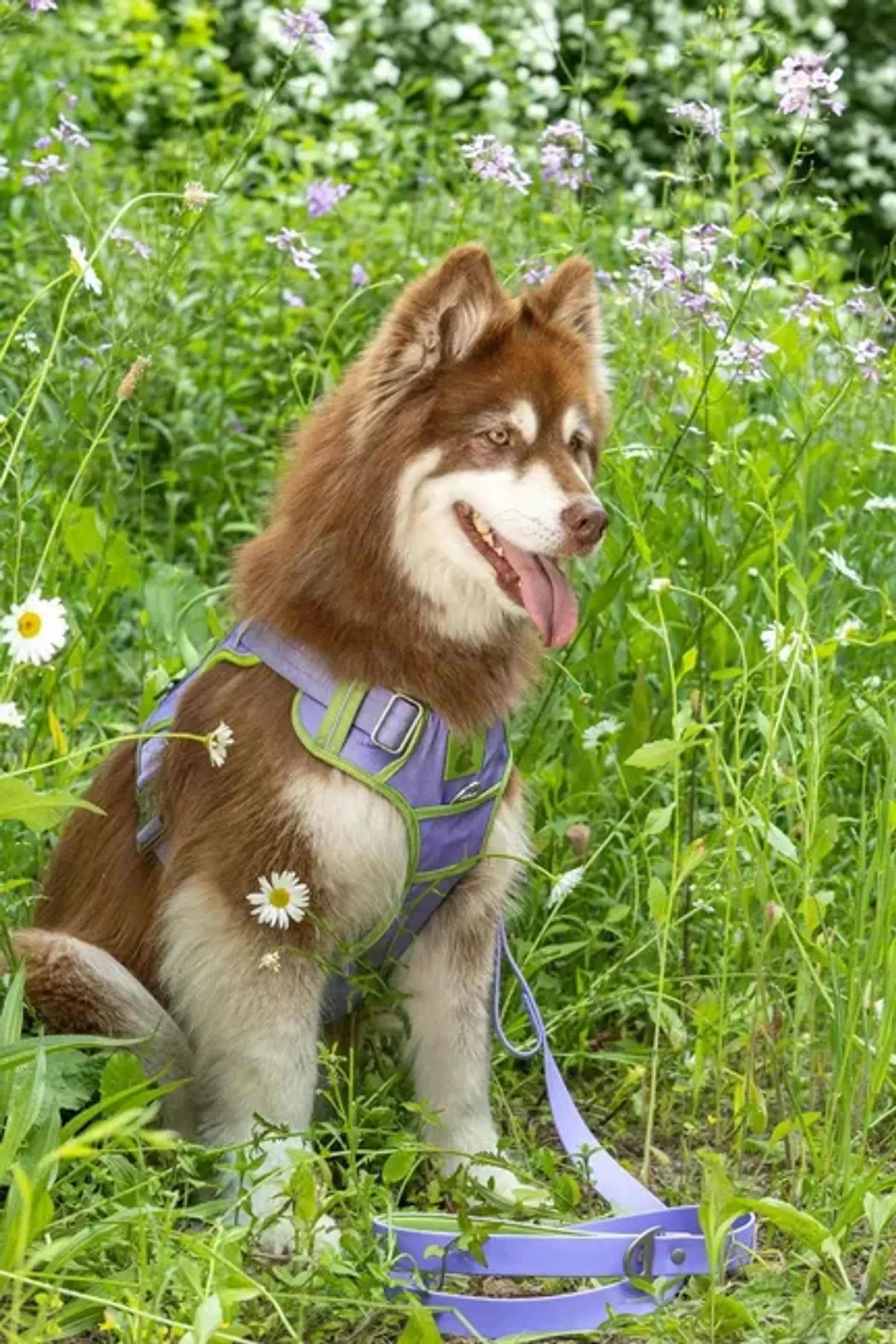 Lavender Garden Dog Harness – Adjustable, Comfortable, and Nature-Inspired