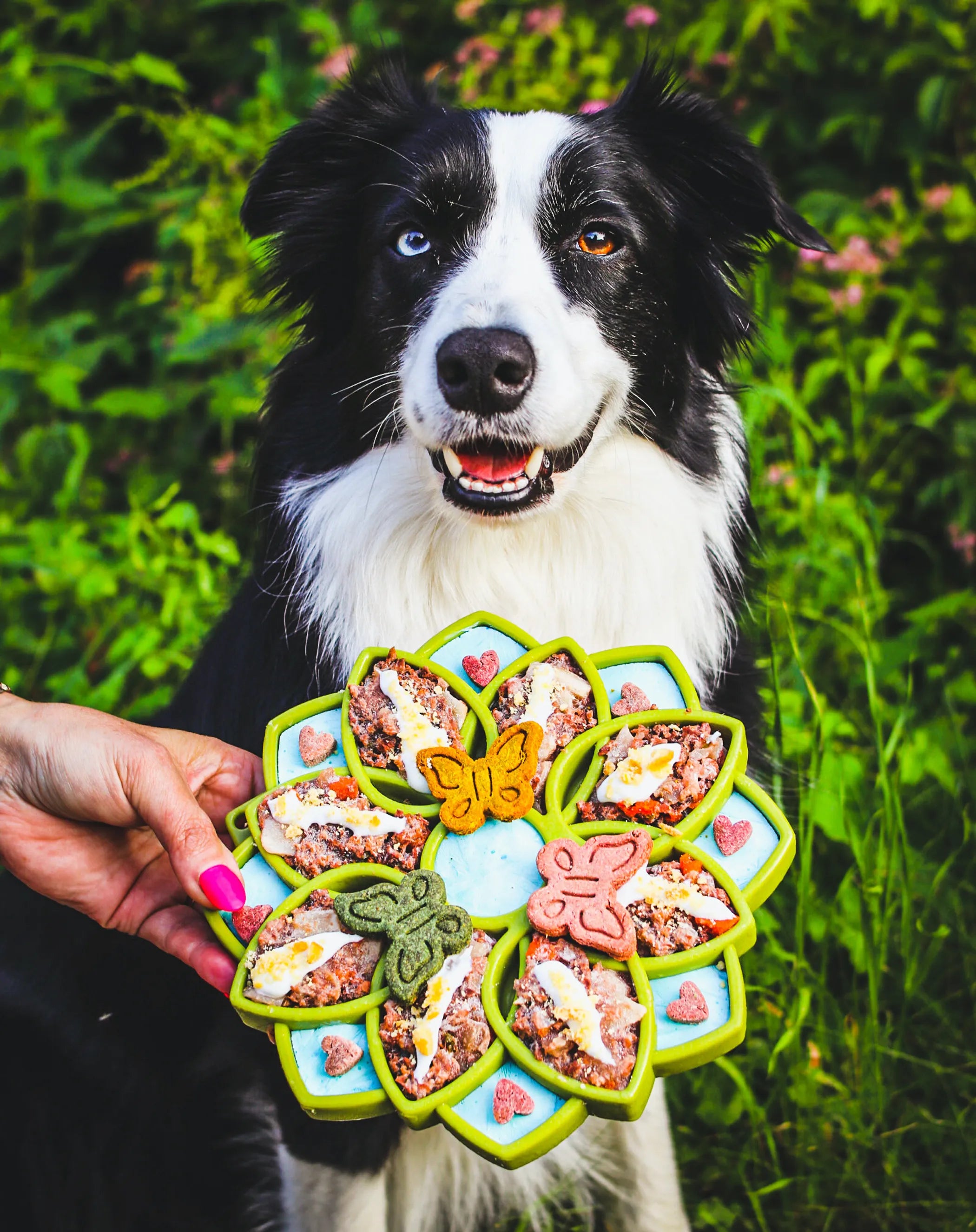 Dog Enrichment eTray – Mandala Design
