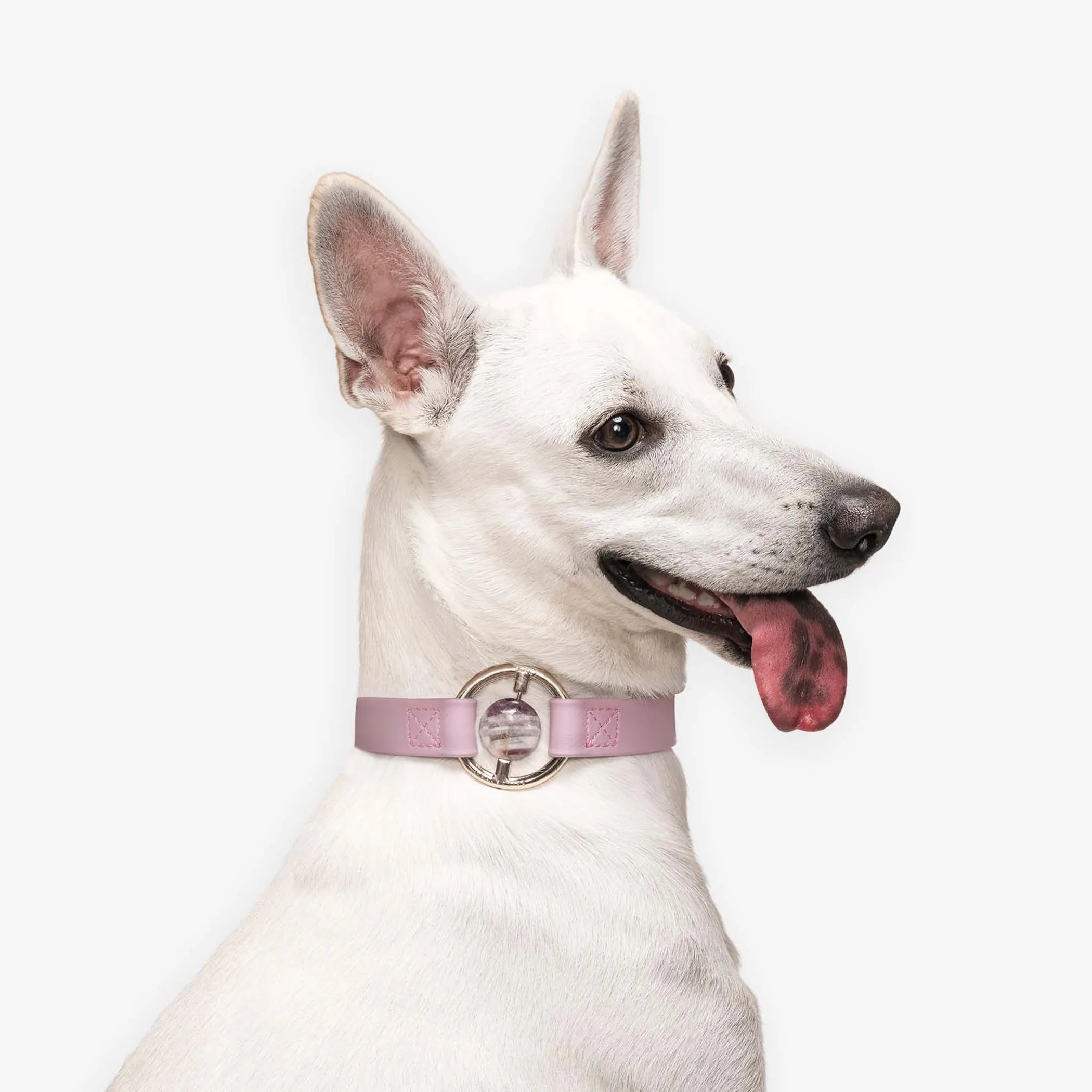 All Eyes On Me Waterproof Dog Collar – Crystal Ring Design for Stylish & Active Pets