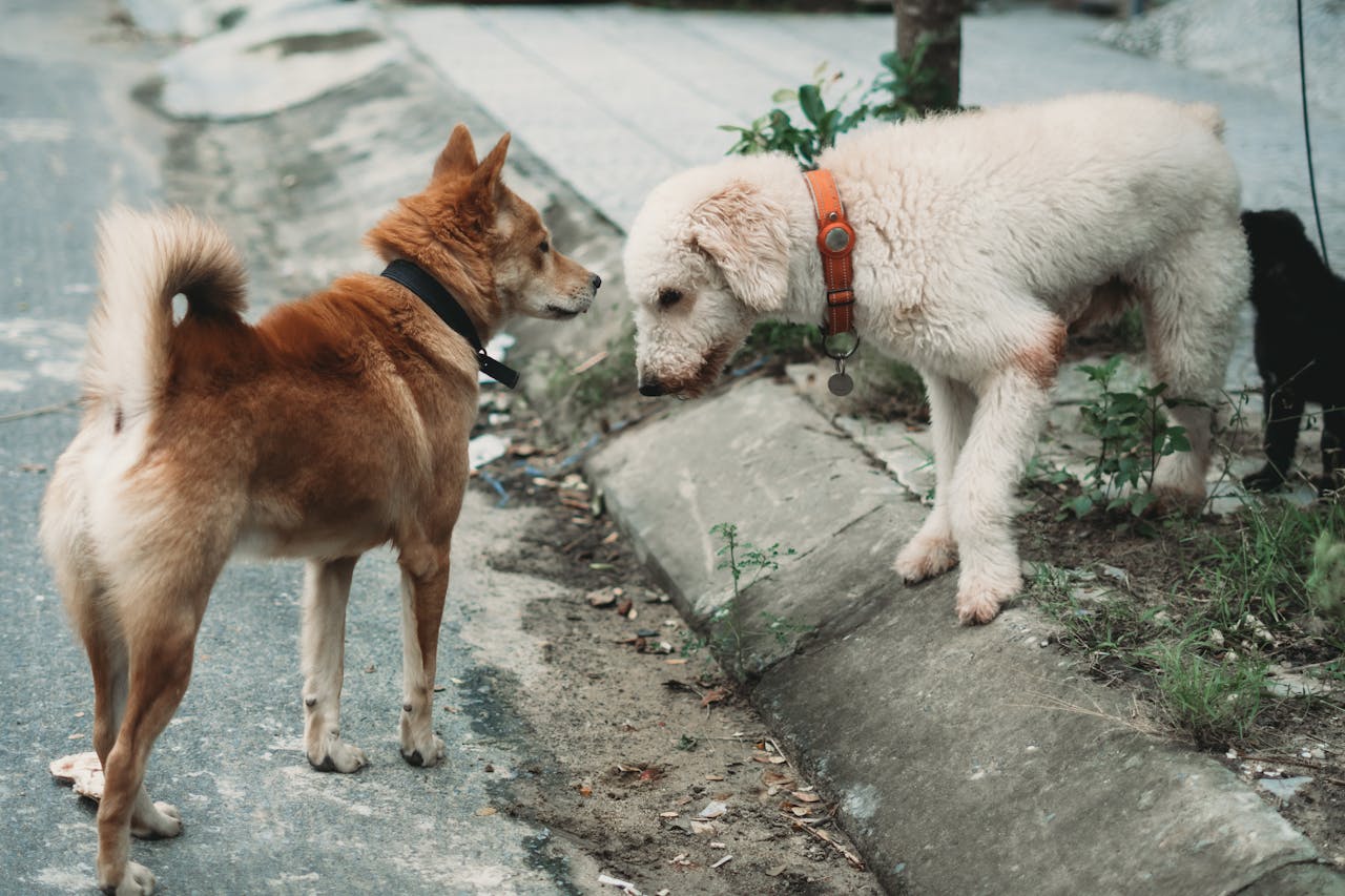 Never Lose Track: How Apple AirTag Dog Collars Keep Your Pup Safe