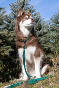 Load image into Gallery viewer, Evergreen Waterproof Dog Collar – Durable & Dirt-Resistant
