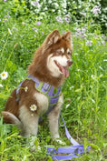 Load image into Gallery viewer, Lavender Garden Dog Harness – Adjustable, Comfortable, and Nature-Inspired
