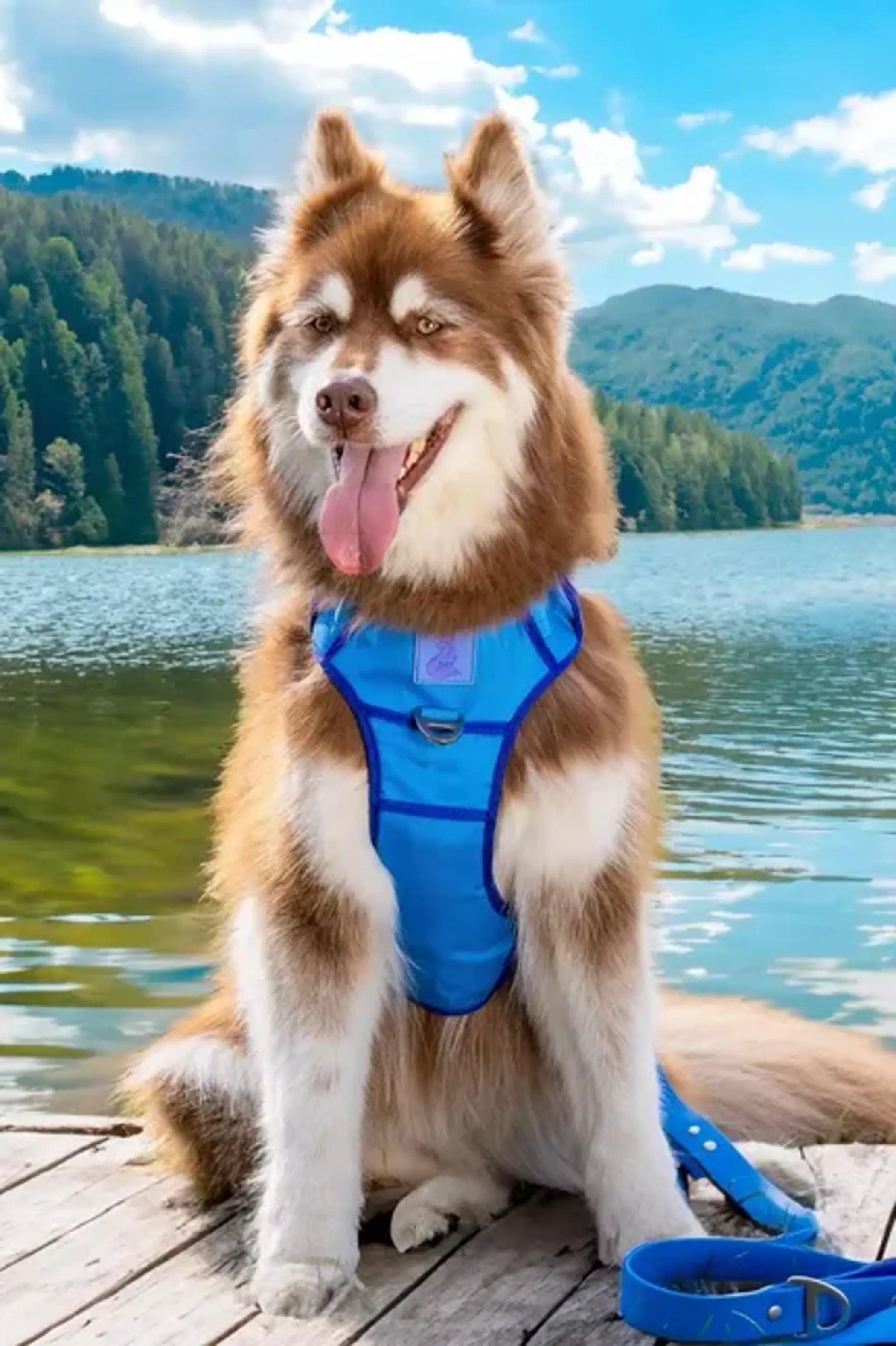 Dockside Adventures Dog Harness – Secure Fit with Heavy-Duty Aluminum Clips