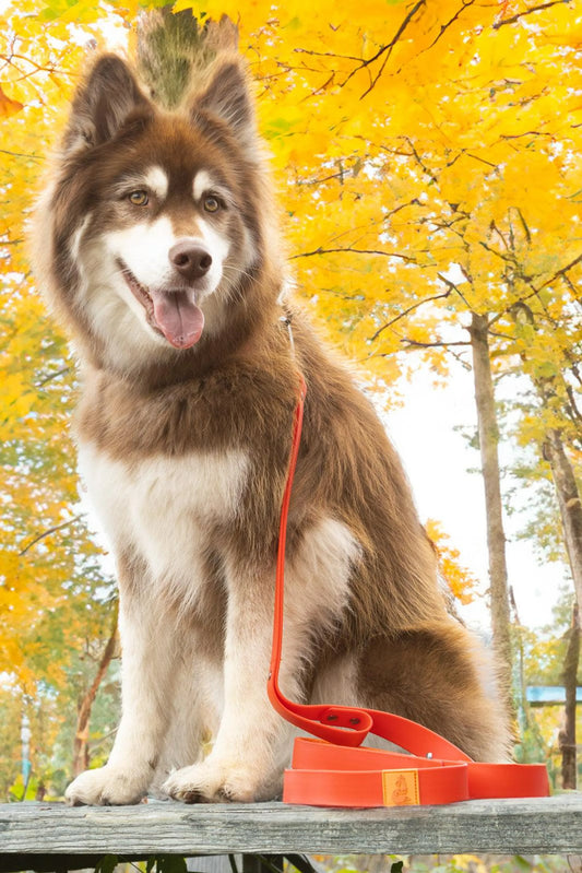 Scarlet Peaks Waterproof Dog Leash – Heavy-Duty, Odor-Resistant, and Easy to Clean