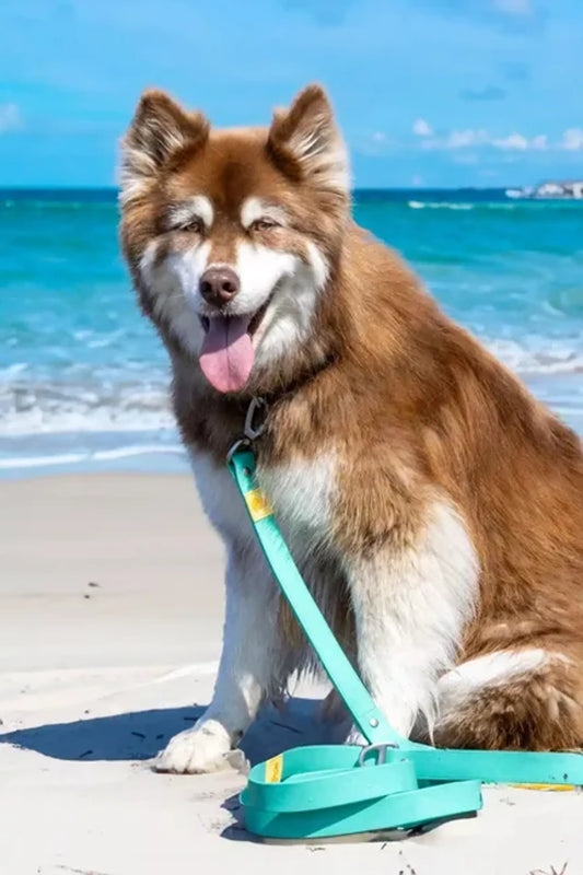 Island Vibes Waterproof Dog Leash – Odor-Resistant with Locking Carabiner Clip