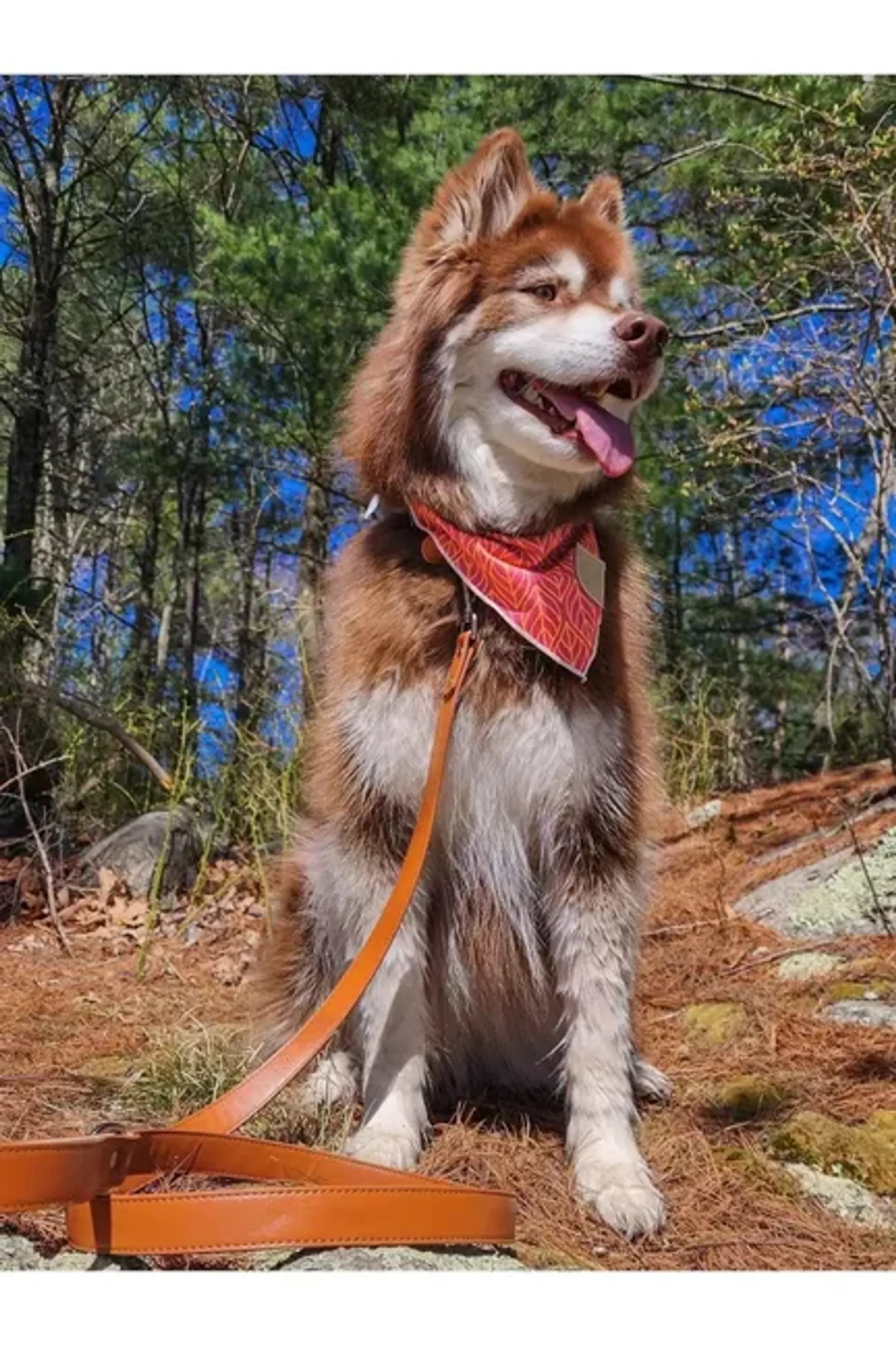 Sierra Sunrise Vegan Leather Dog Leash – Chic, Durable & Photo-Ready for Everyday Walks