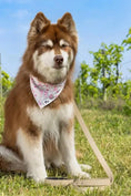 Load image into Gallery viewer, Champagne Fizz Vegan Leather Dog Leash – Chic & Cruelty-Free with Gold Hardware
