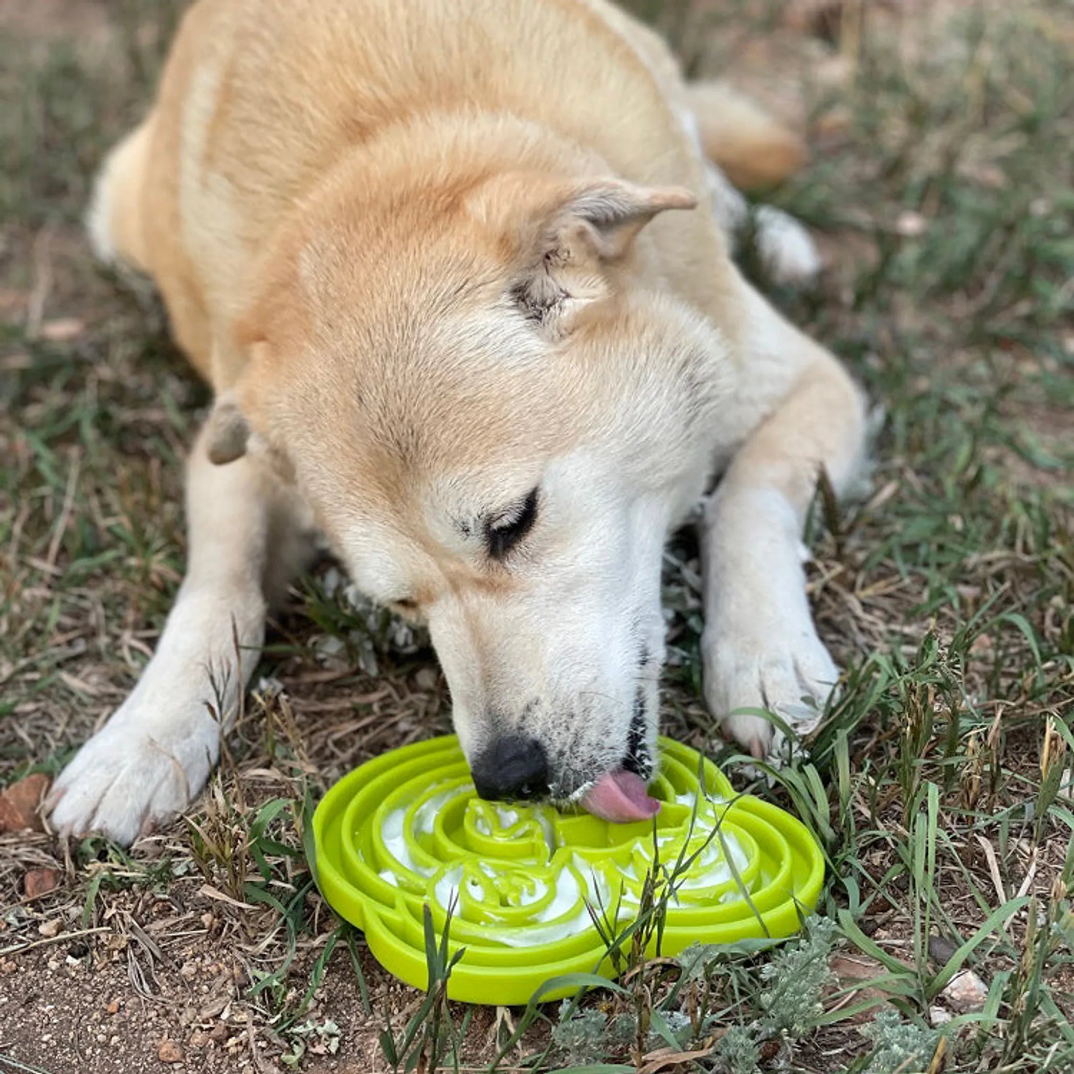 Dog Enrichment eTray – Water Frog Design