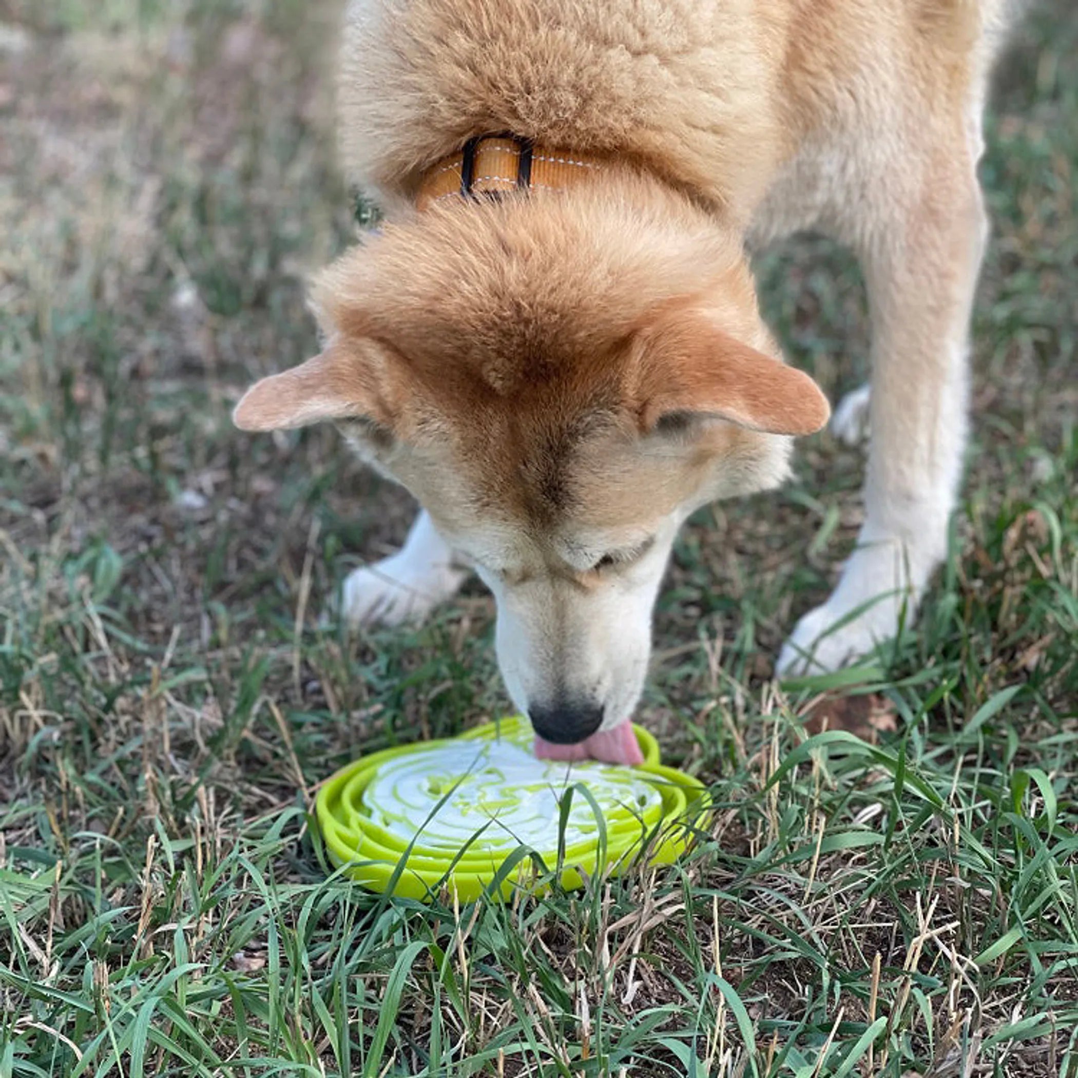 Dog Enrichment eTray – Water Frog Design